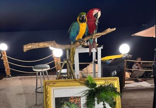 Χαλκιδική: «Καμπάνα» 20.000 ευρώ σε ιδιοκτήτη ξενοδοχείου που χρησιμοποιούσε παπαγάλους ως «κράχτες»