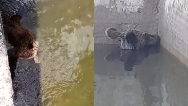 Ιωάννινα: Αρκούδα παγιδεύτηκε σε δεξαμενή νερού - Της έφτιαξαν αυτοσχέδια ράμπα για να «δραπετεύσει»