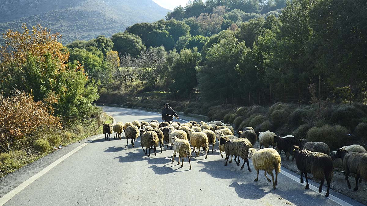 Τσιάρας μετά τα κρούσματα πανώλης σε αιγοπρόβατα: Δημιουργούμε συνθήκες ασφαλείας για όλο το ζωικό κεφάλαιο της Θεσσαλίας