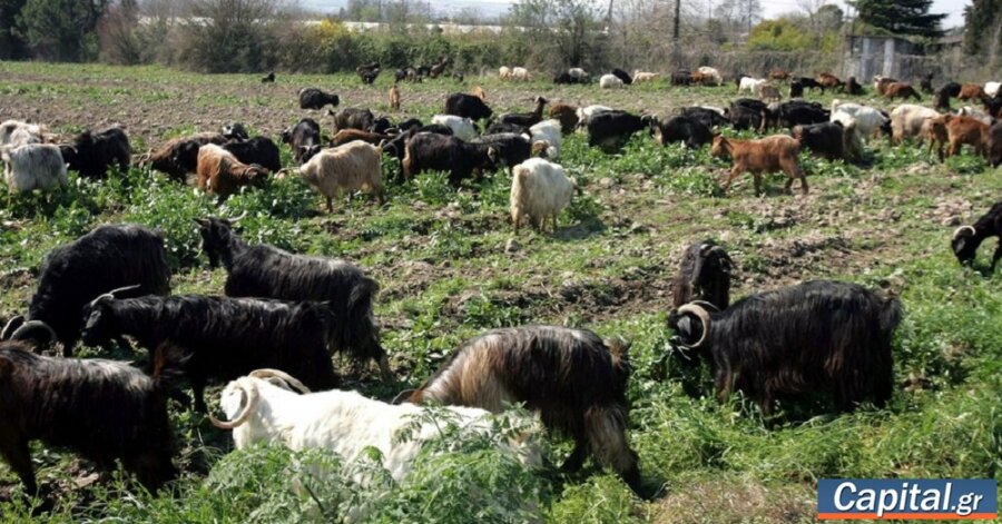 Πάνω από 1 εκατομμύριο από τις κτηνιατρικές υπηρεσίες...