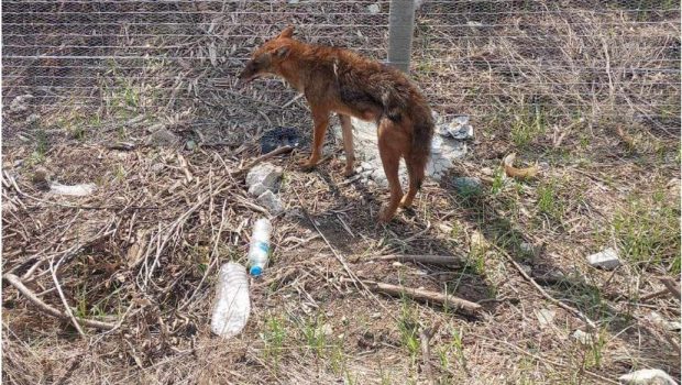 Τσακάλι βρέθηκε σε κατοικημένη περιοχή έξω από την Λάρισα - Αναζητούσε τροφή