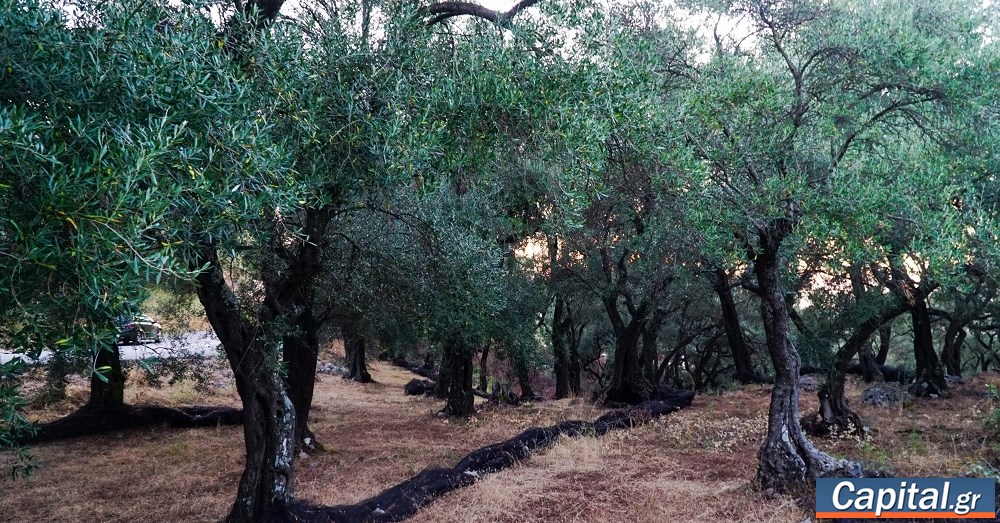 Νέα αύξηση των τιμών εκροών στη γεωργία-κτηνοτροφία τον Ιούλιο