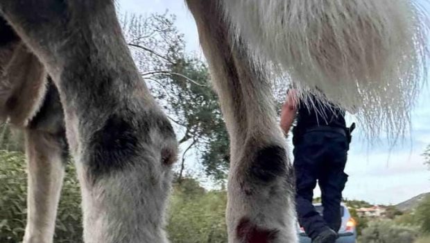 Λευκάδα: Έσερναν σκυλιά αλυσοδεμένα σε βανάκι