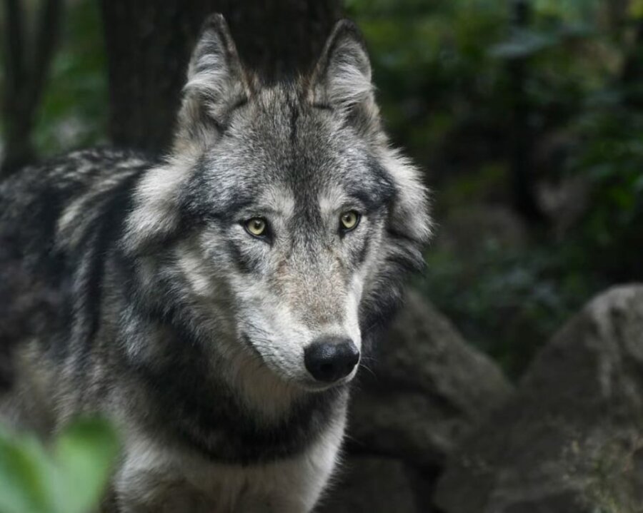 wolf-predator-grey-animal-768x614