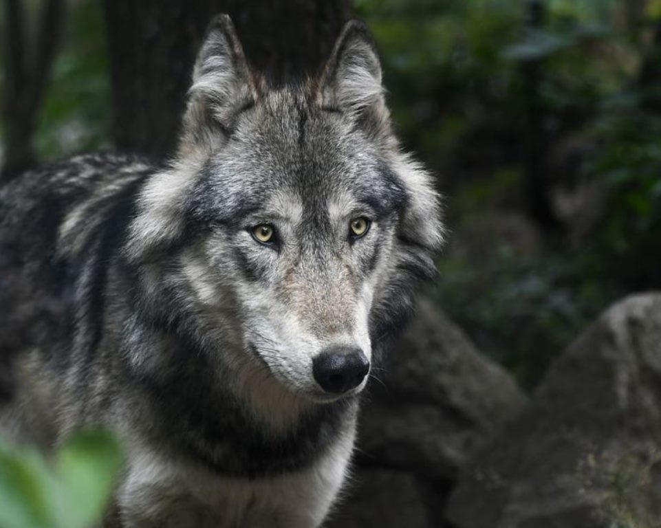 wolf-predator-grey-animal-768x614