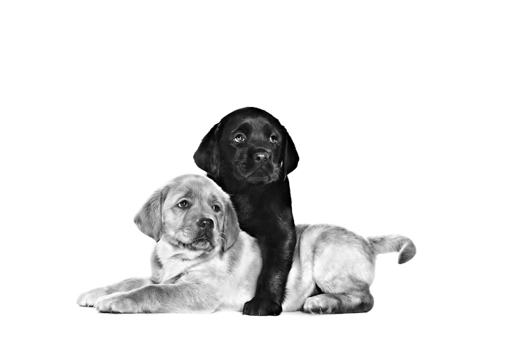 LABRADOR RETRIEVER PUPPIES BIRTH GROWTH EMBLEMATIC Med. Res. Basic