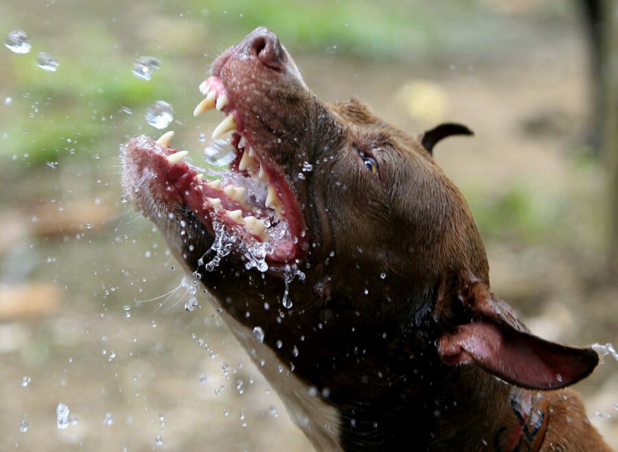 Philippines Dog Fights ΣΚΥΛΟΣ