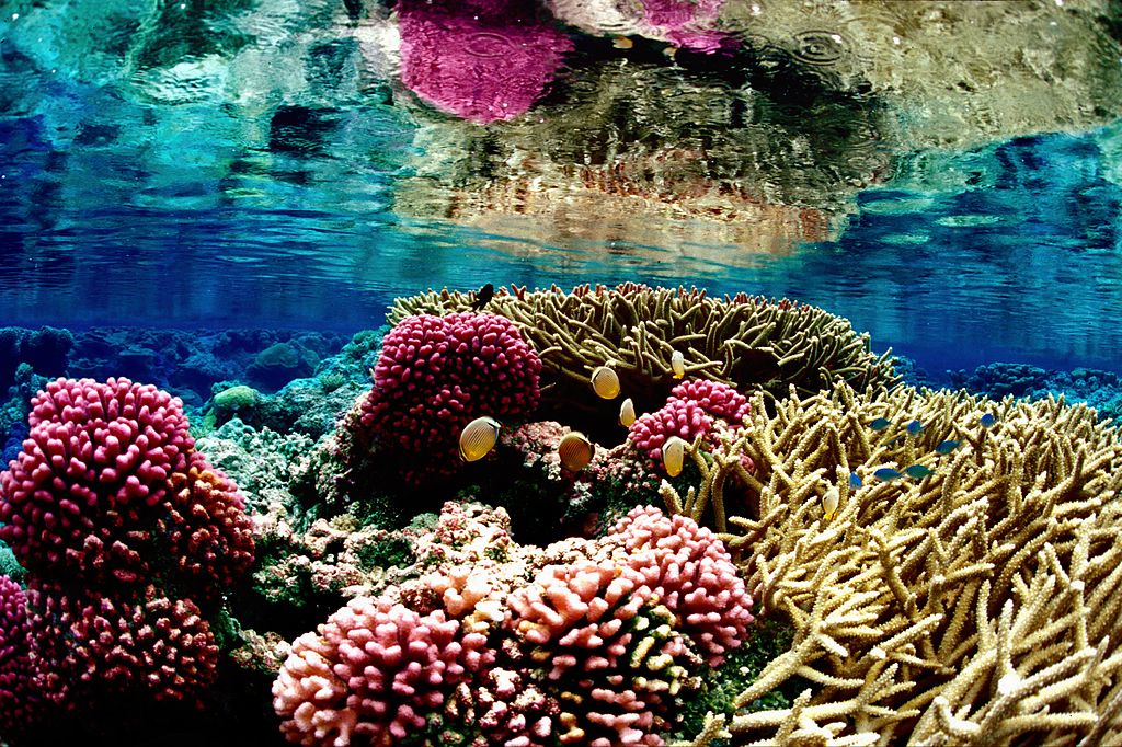 1024px-Coral_reef_at_palmyra