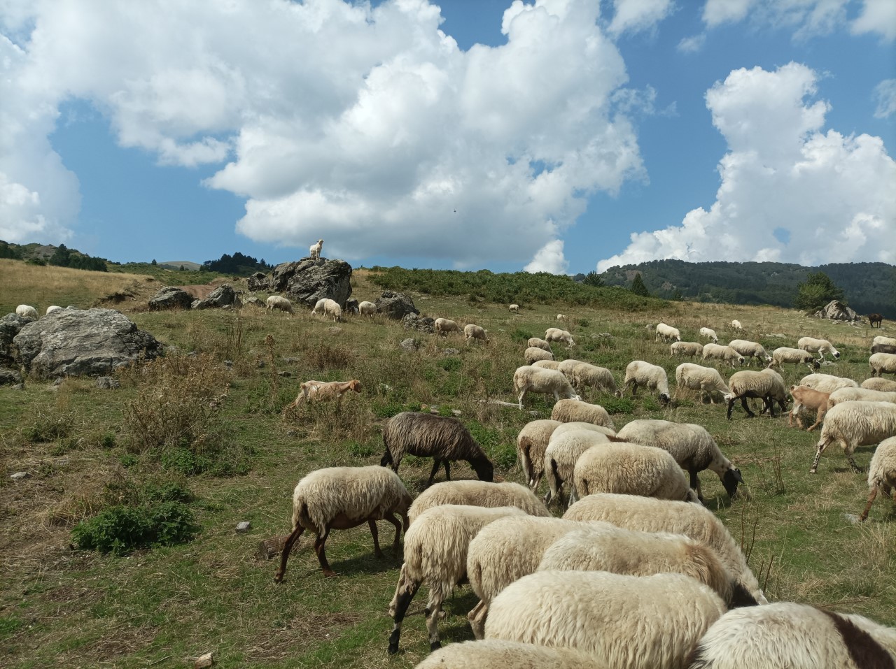 Κοπάδι προβάτων