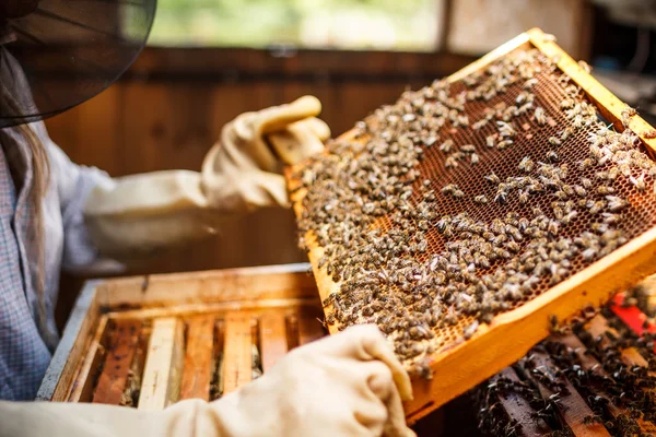 depositphotos_26437629-stock-photo-beekeeper