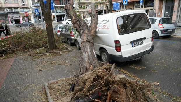 Θεσσαλονίκη: Γιατί έπεσαν τόσα δέντρα από την κακοκαιρία Bora - Ποια είδη δεν ενδείκνυνται για πόλεις