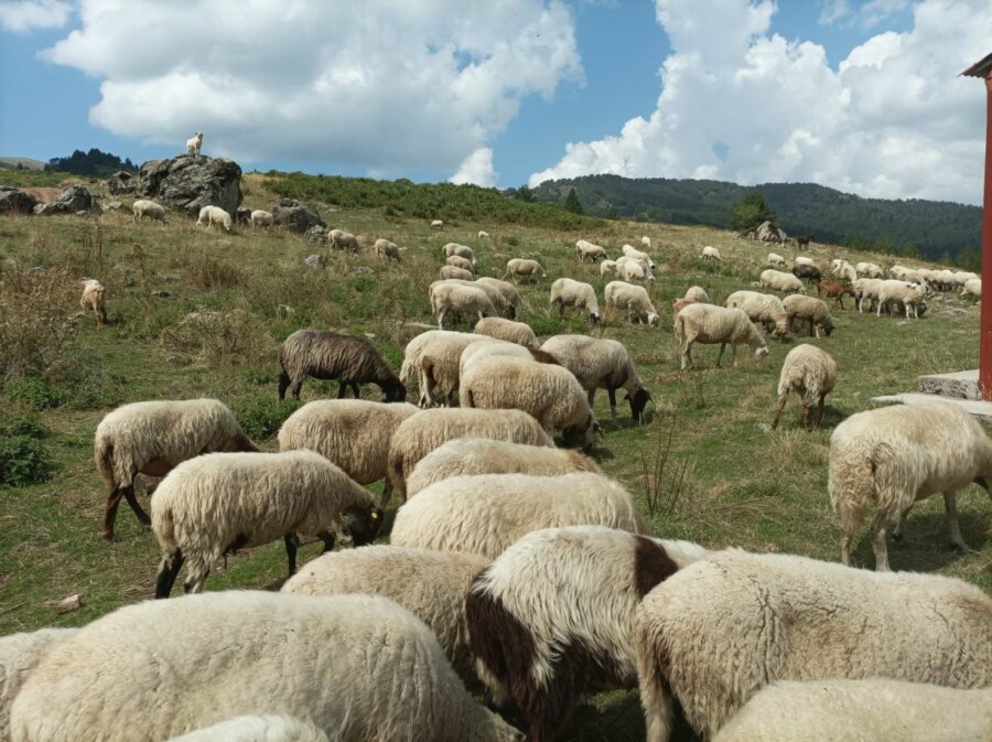 Πρόβατα κτηνοτροφία