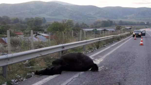 Σοβαρό τροχαίο ΙΧ με δύο άλογα στη Λέσβο - Στην εντατική 18χρονος