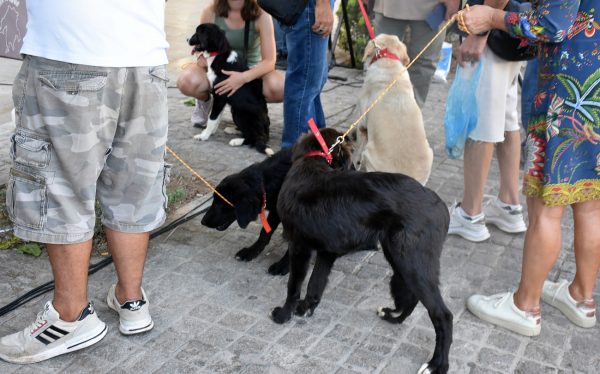 Έρχονται εκπαιδευτικά προγράμματα στα σχολεία για την ανάπτυξης της φιλοζωίας