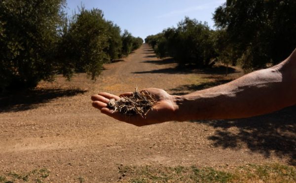 ΠΑΣΟΚ: Αποκομμένη από τα διαχρονικά προβλήματα του πρωτογενούς τομέα η κυβερνητική αγροτική πολιτική